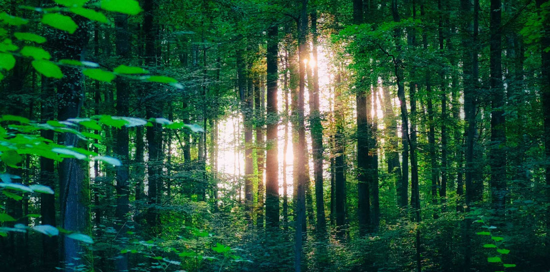 Les 6 tendances actuelles en matière de construction écologique au Québec en 2025